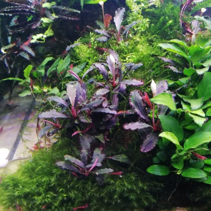 Bucephalandra Lamandau Purple In-vitro Ultum Nature Systems