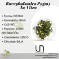 Bucephalandra Pygmy In-Vitro Ultum Nature Systems