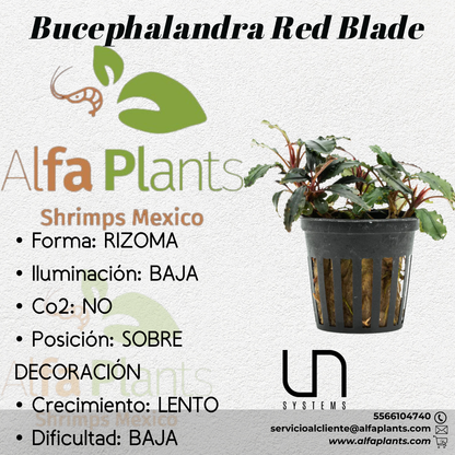 Bucephalandra Red Blade