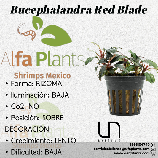 Bucephalandra Red Blade