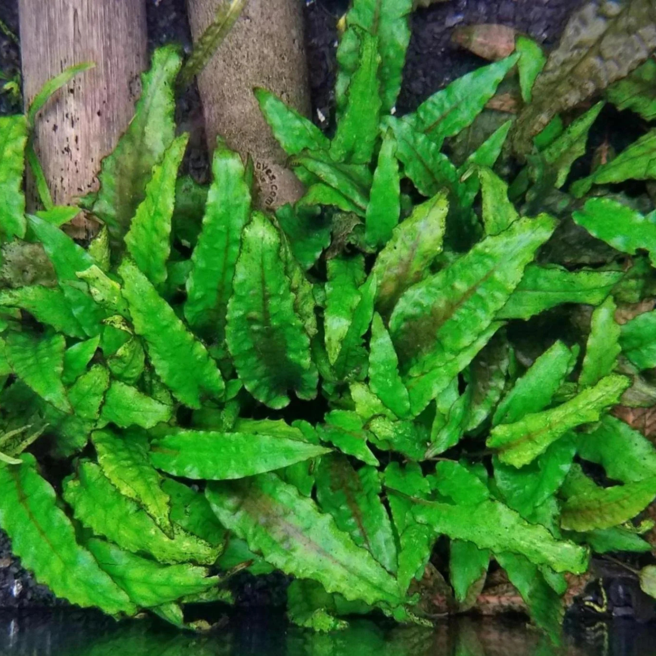 Cryptocoryne Wendtii var. Green Gecko