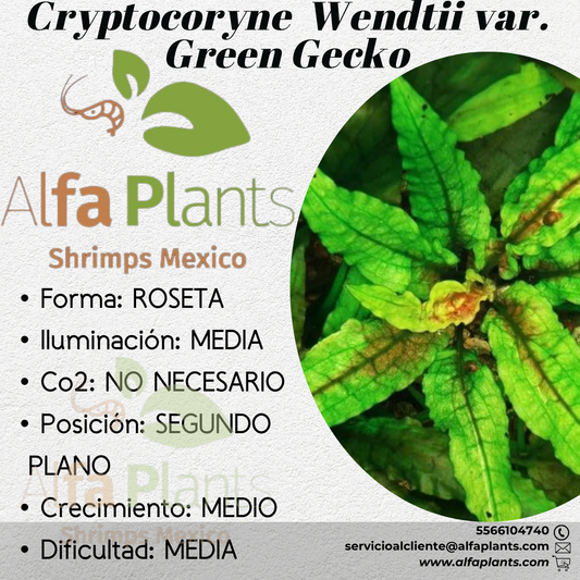 Cryptocoryne Wendtii var. Green Gecko