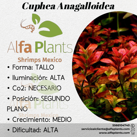 Cuphea Anagalloidea