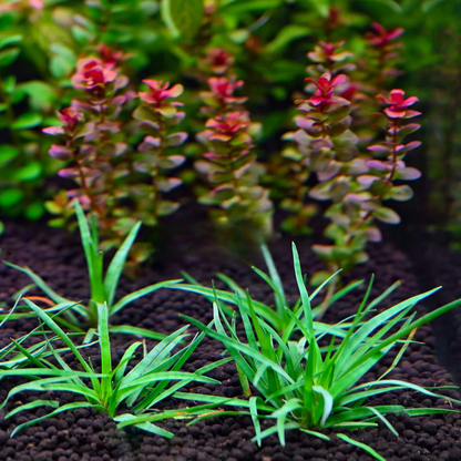 Eriocaulon sp. Vietnam