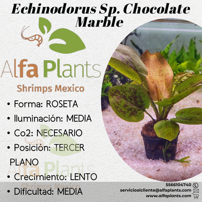 Echinodorus Sp. Chocolate Marble