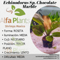 Echinodorus Sp. Chocolate Marble
