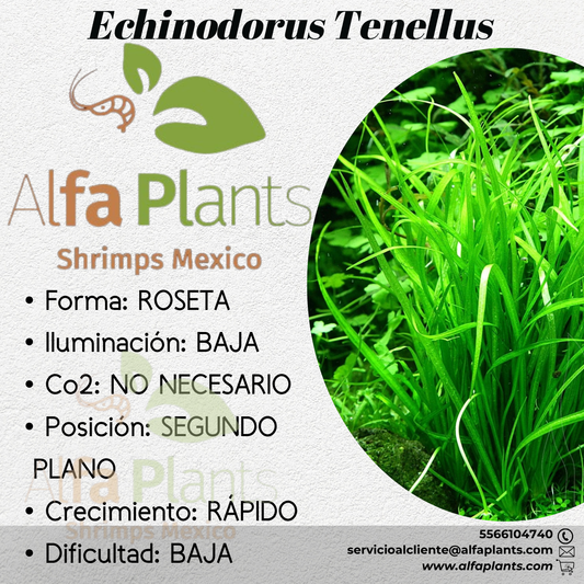 Echinodorus Tenellus