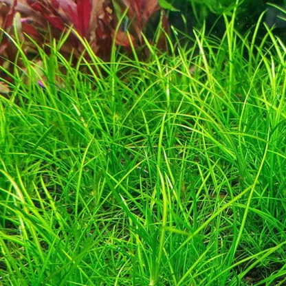 Echinodorus Tenellus
