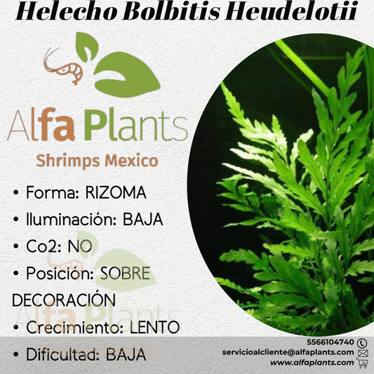 Helecho Bolbitis Heudelotii