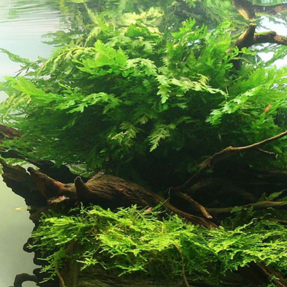 Helecho Bolbitis Heudelotii