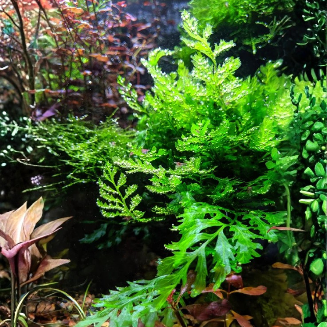 Helecho Bolbitis Heudelotii