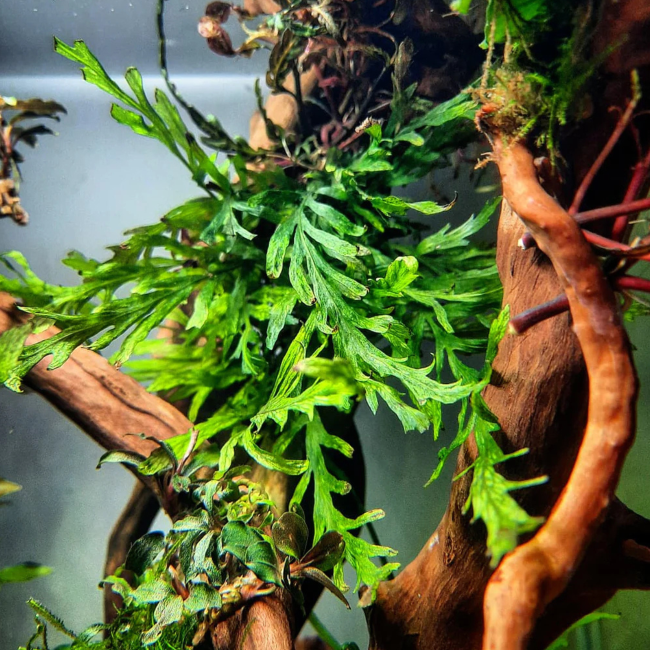 Helecho Bolbitis Heudelotii