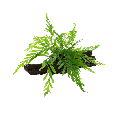 Helecho Bolbitis Heudelotii