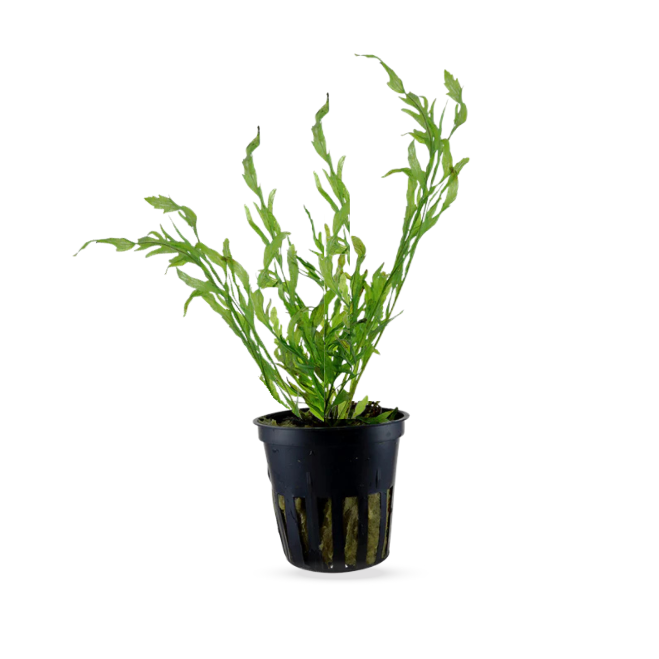 Helecho Bolbitis Heudelotii