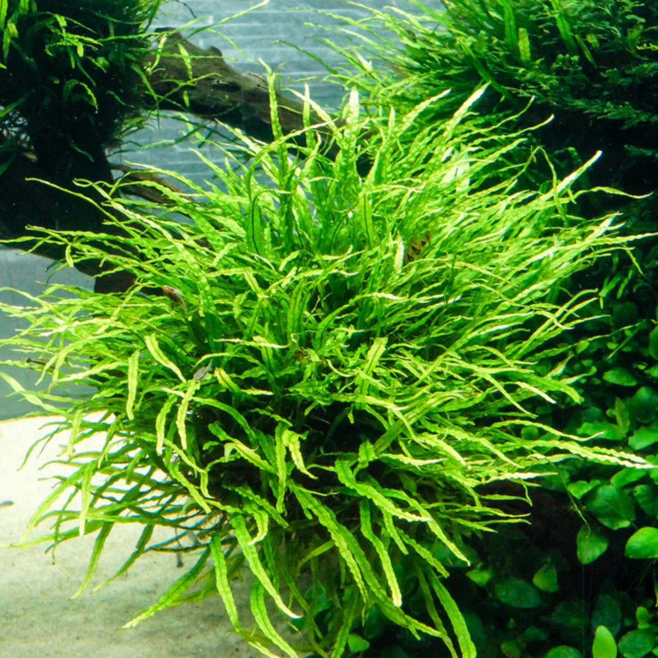Helecho Microsorum Pteropus Narrow