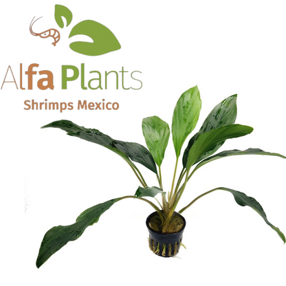 Homalomena Broad Cuneate Red Stem