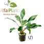 Homalomena Broad Cuneate Red Stem