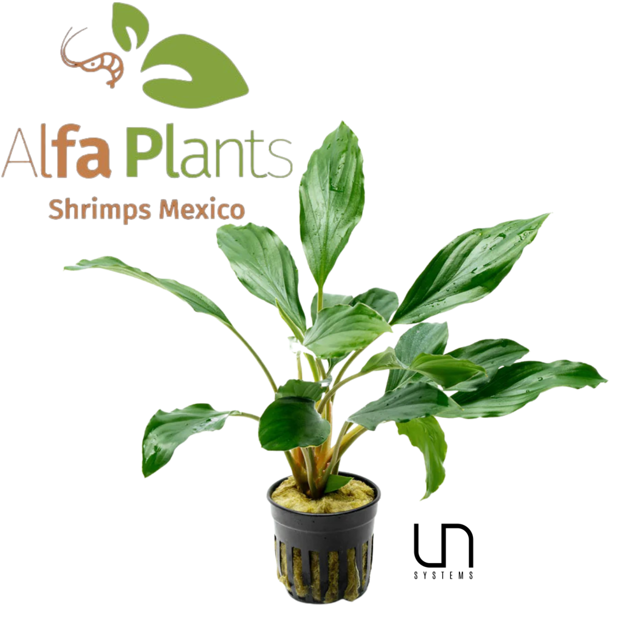 Homalomena Broad Cuneate Red Stem