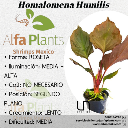 Homalomena Humilis
