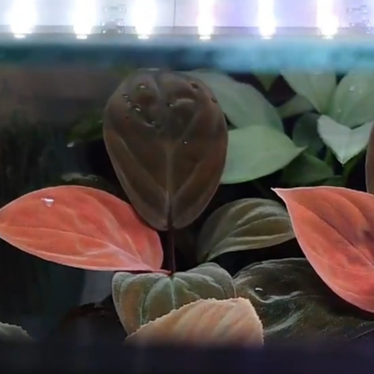 Homalomena Insignis