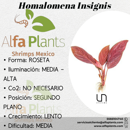 Homalomena Insignis