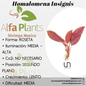 Homalomena Insignis