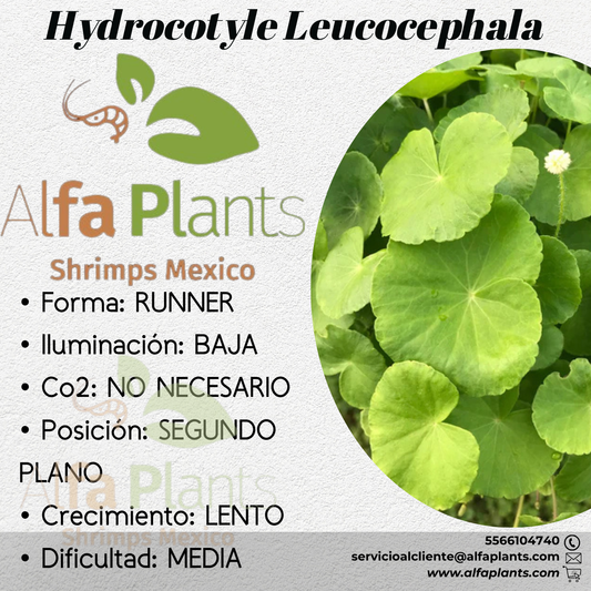 Hydrocotyle Leucocephala
