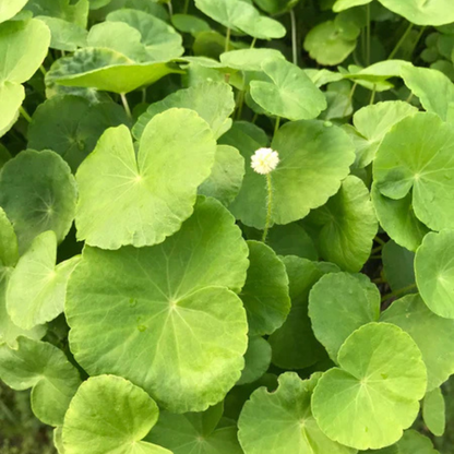 Hydrocotyle Leucocephala