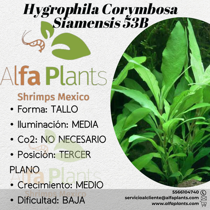 Hygrophila Corymbosa Siamensis 53B