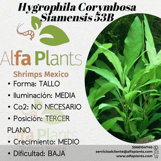 Hygrophila Corymbosa Siamensis 53B