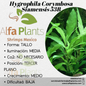 Hygrophila Corymbosa Siamensis 53B