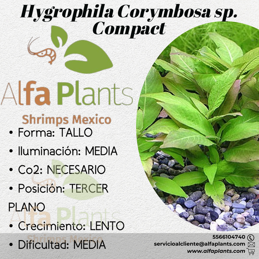Hygrophila Corymbosa sp. Compact