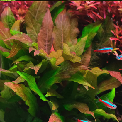 Hygrophila Corymbosa sp. Red