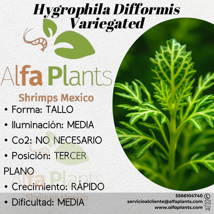 Hygrophila Difformis Variegated