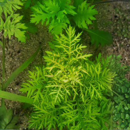 Hygrophila Difformis Variegated