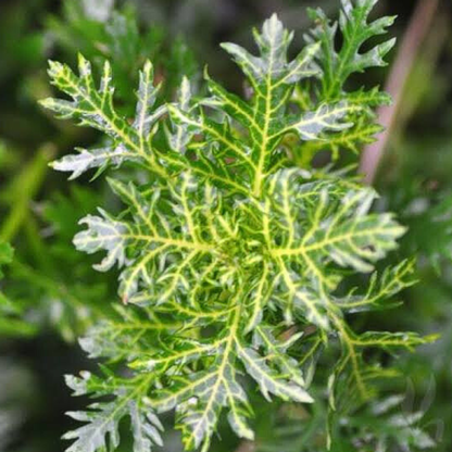 Hygrophila Difformis Variegated