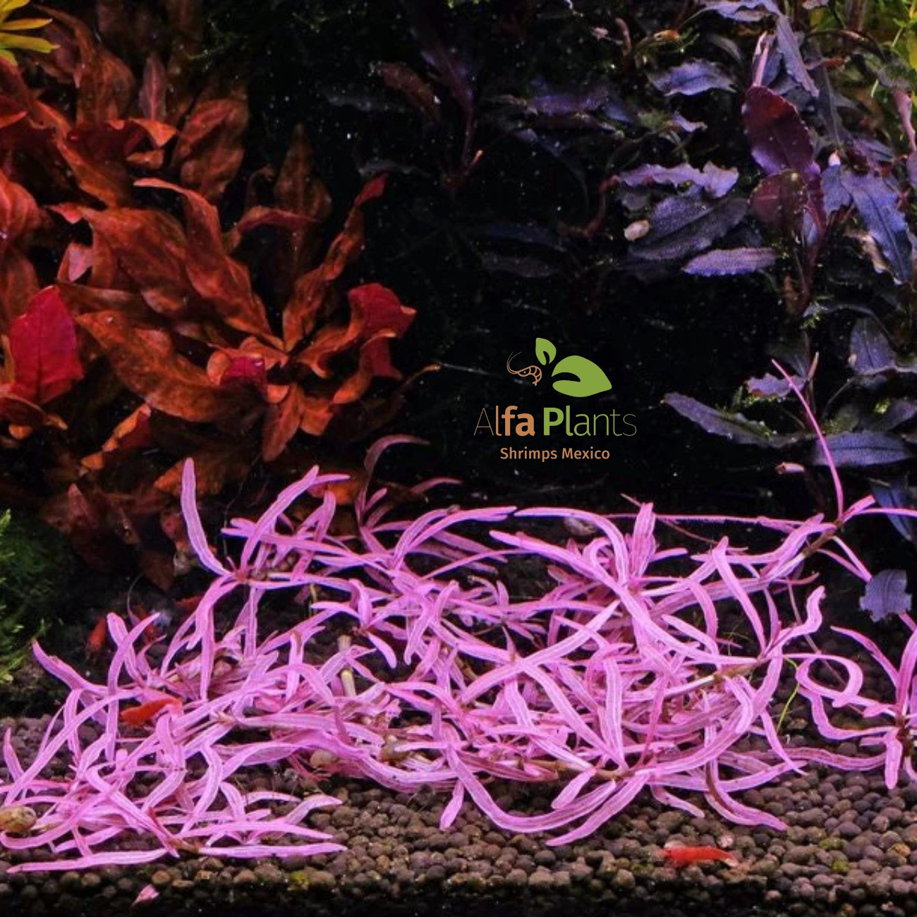 Hygrophila sp. Chai