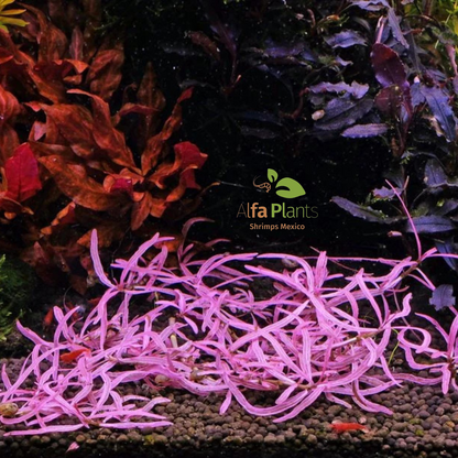 Hygrophila sp. Chai