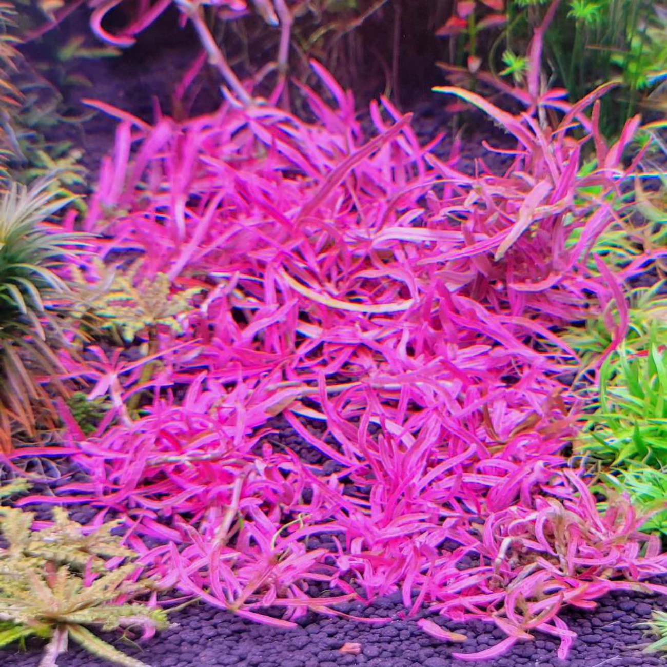 Hygrophila sp. Chai
