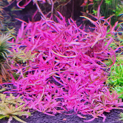 Hygrophila sp. Chai