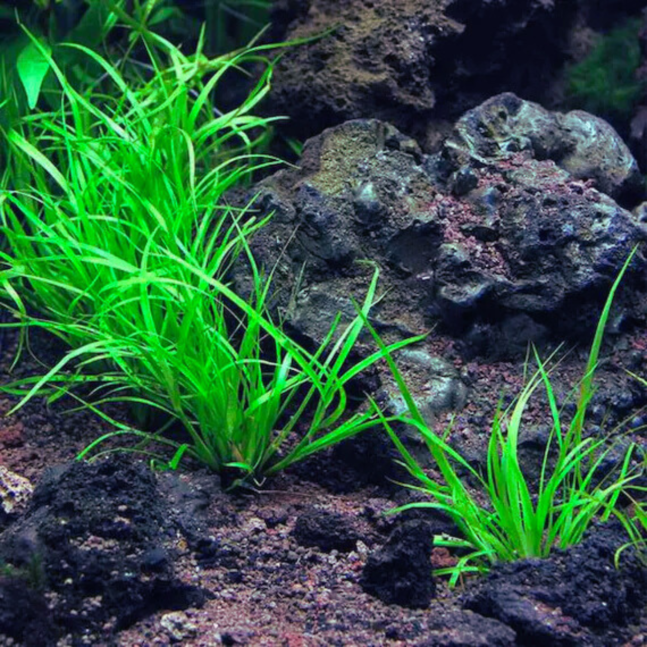 Juncus Repens
