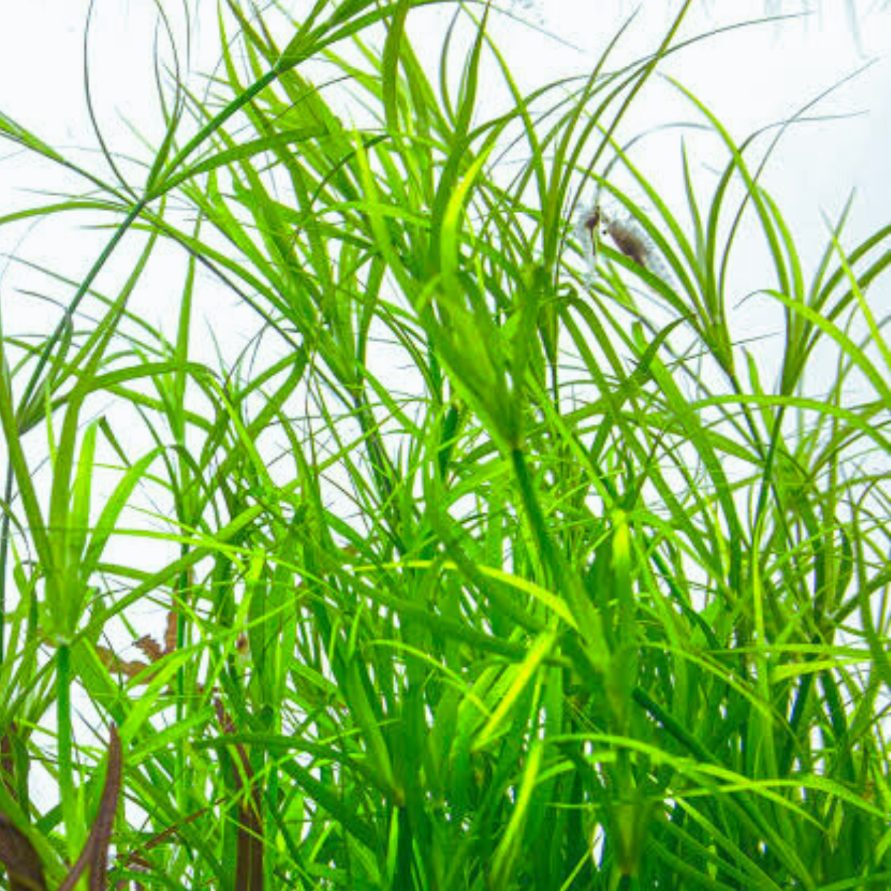 Juncus Repens