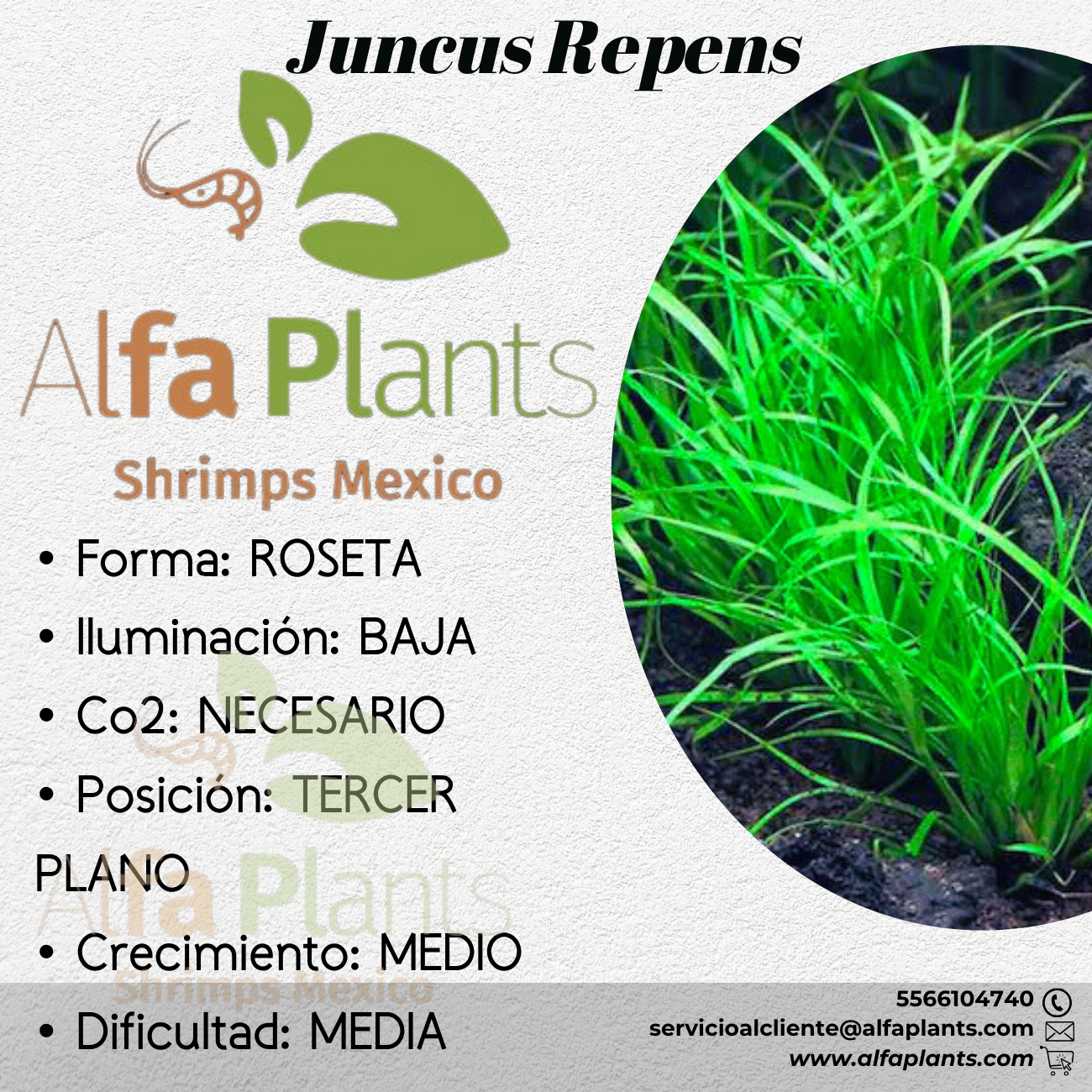 Juncus Repens