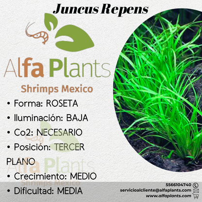 Juncus Repens