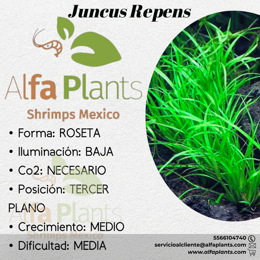 Juncus Repens