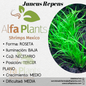 Juncus Repens