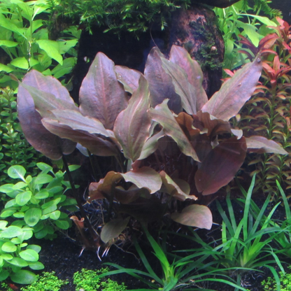 Lagenandra Meboldii Red