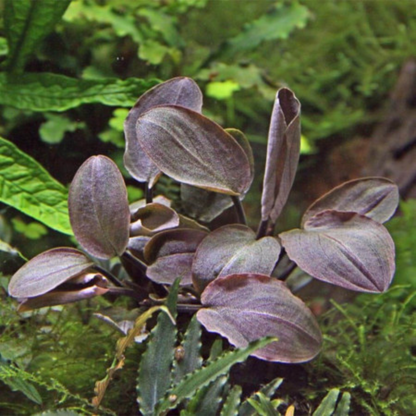 Lagenandra Meboldii Red