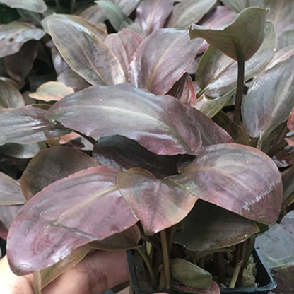 Lagenandra Meboldii Red