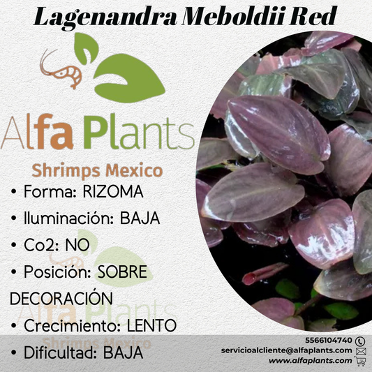 Lagenandra Meboldii Red